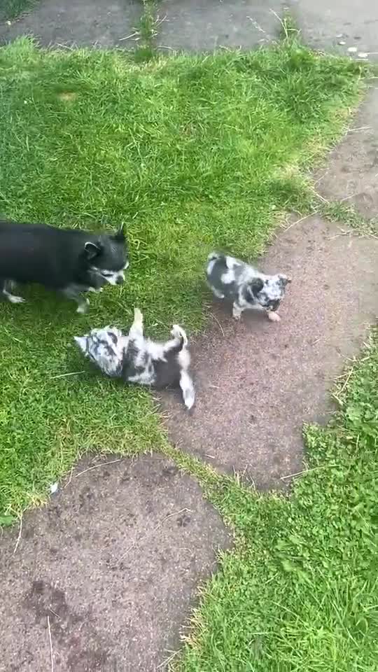 Chihuahua dogs for sale: Absolutely Stunning Merle Chihuahua Boy - Video 2