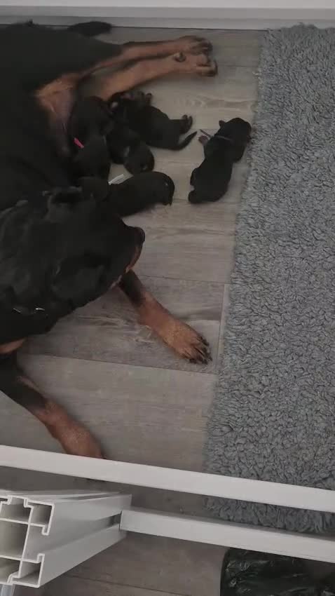 Rottweiler dogs for sale: RKC Registered Traditional Rottweiler Puppies  - Video 1