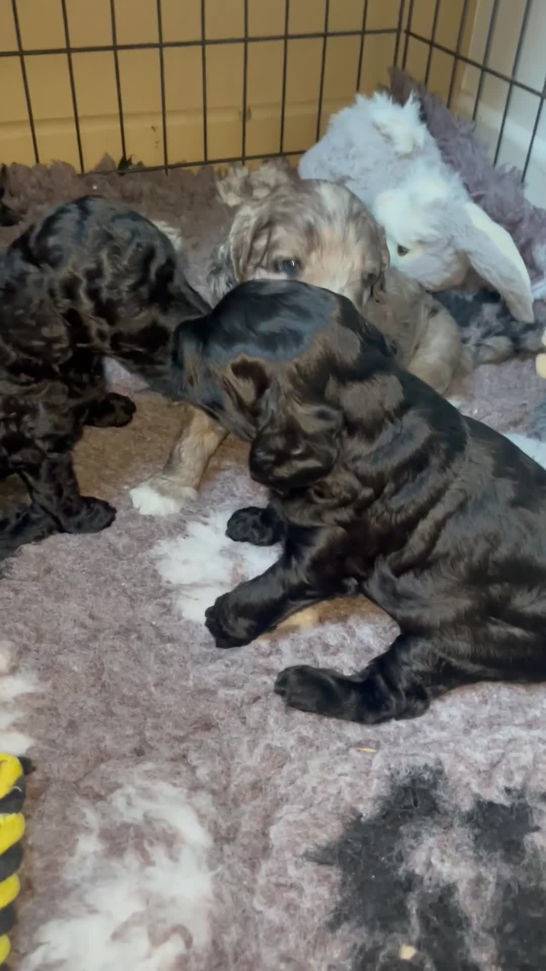 Cockapoo dogs for sale: Cockapoo  - Video 3
