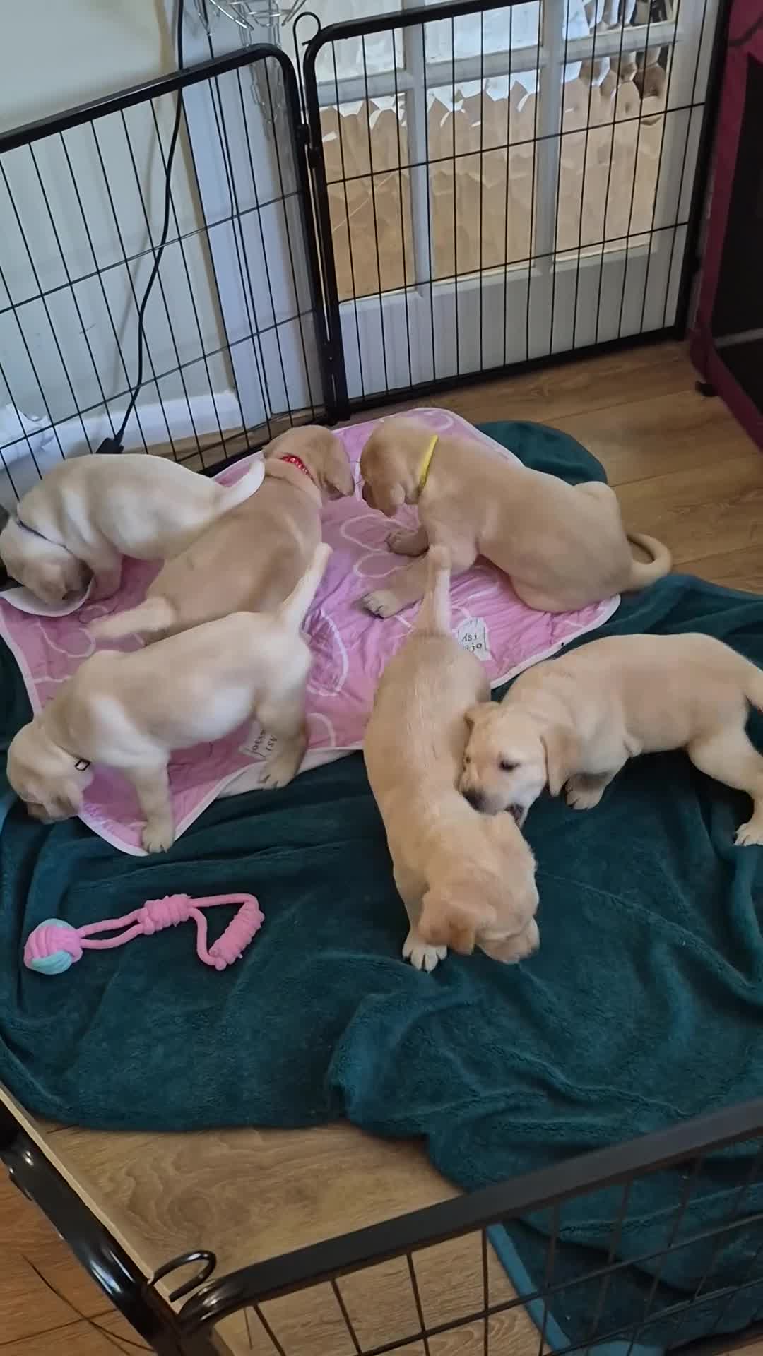 Goldador dogs for sale: Goldador puppies Lab Retriever×Golden Retriever  - Video 1