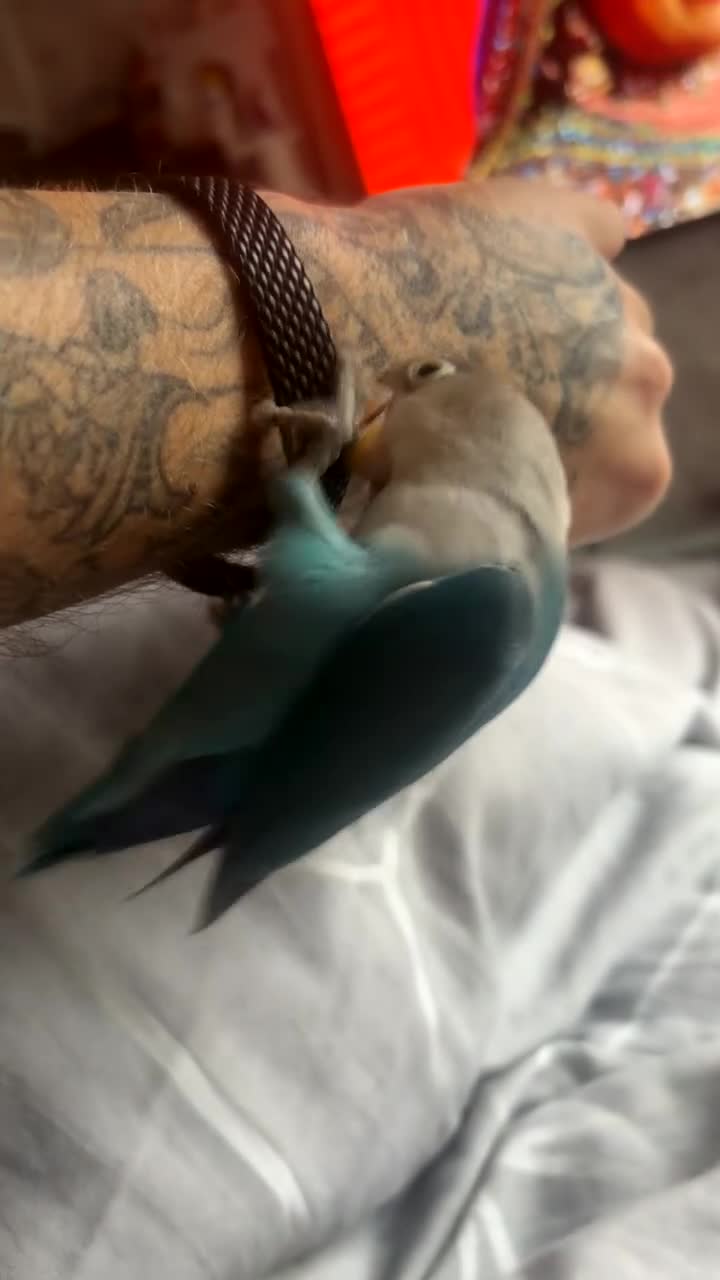 Lovebirds birds for sale: Peach faced love bird  - Video 1