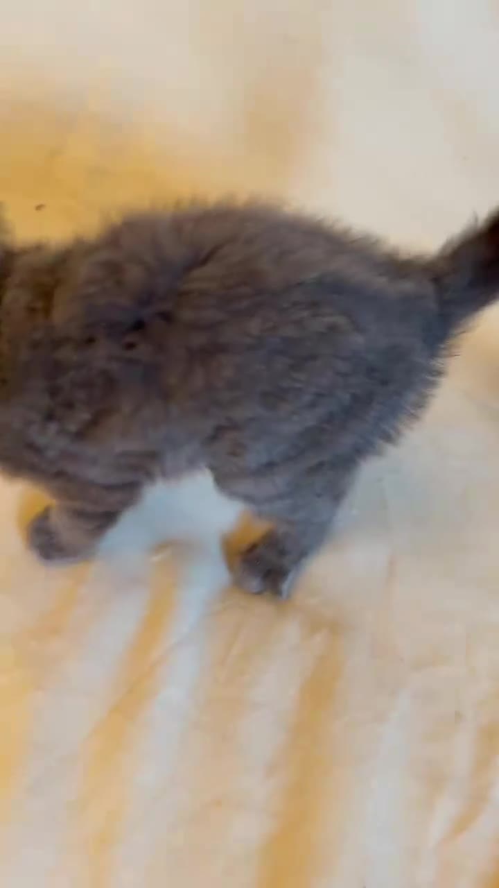 Russian Blue cats for sale: X2 purebred Russian Blue kittens - Ready to leave - Video 1