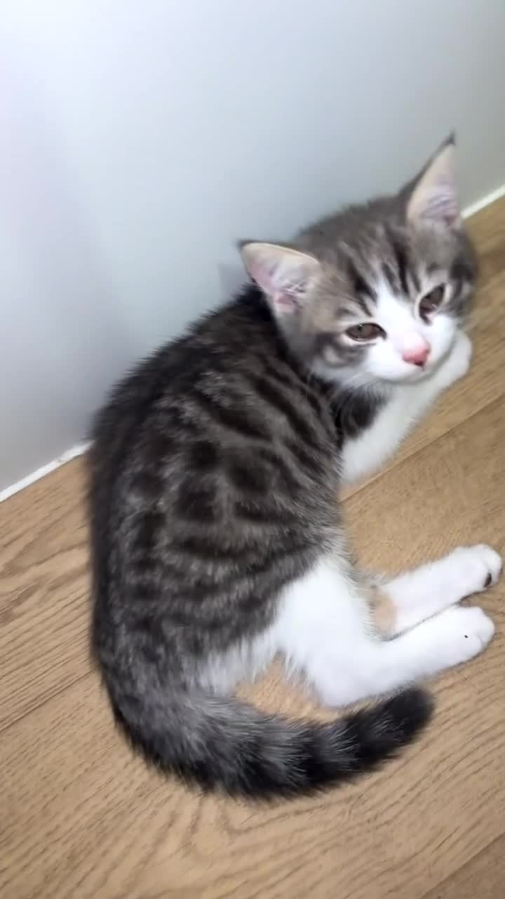 British Shorthair cats for sale: British shorthair x Cross Kitten Male  - Video 1