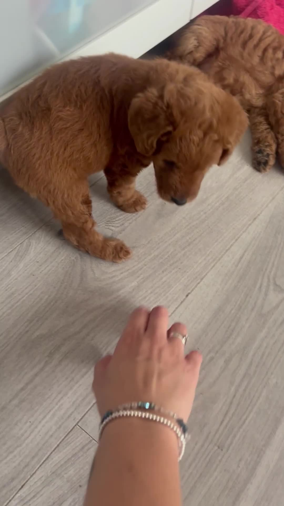 Labradoodle dogs for sale: 🐾AVAILABLE TO VIEW! - Fox Red Labradoodle Pups 🐾 - Video 1