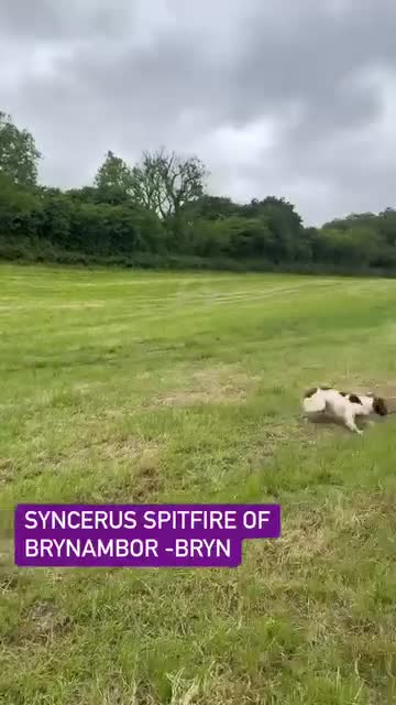 English Springer Spaniel dogs for stud: DNA Tested & Hip/Elbow scored Springer - Bryn in Carmarthen - Video 1