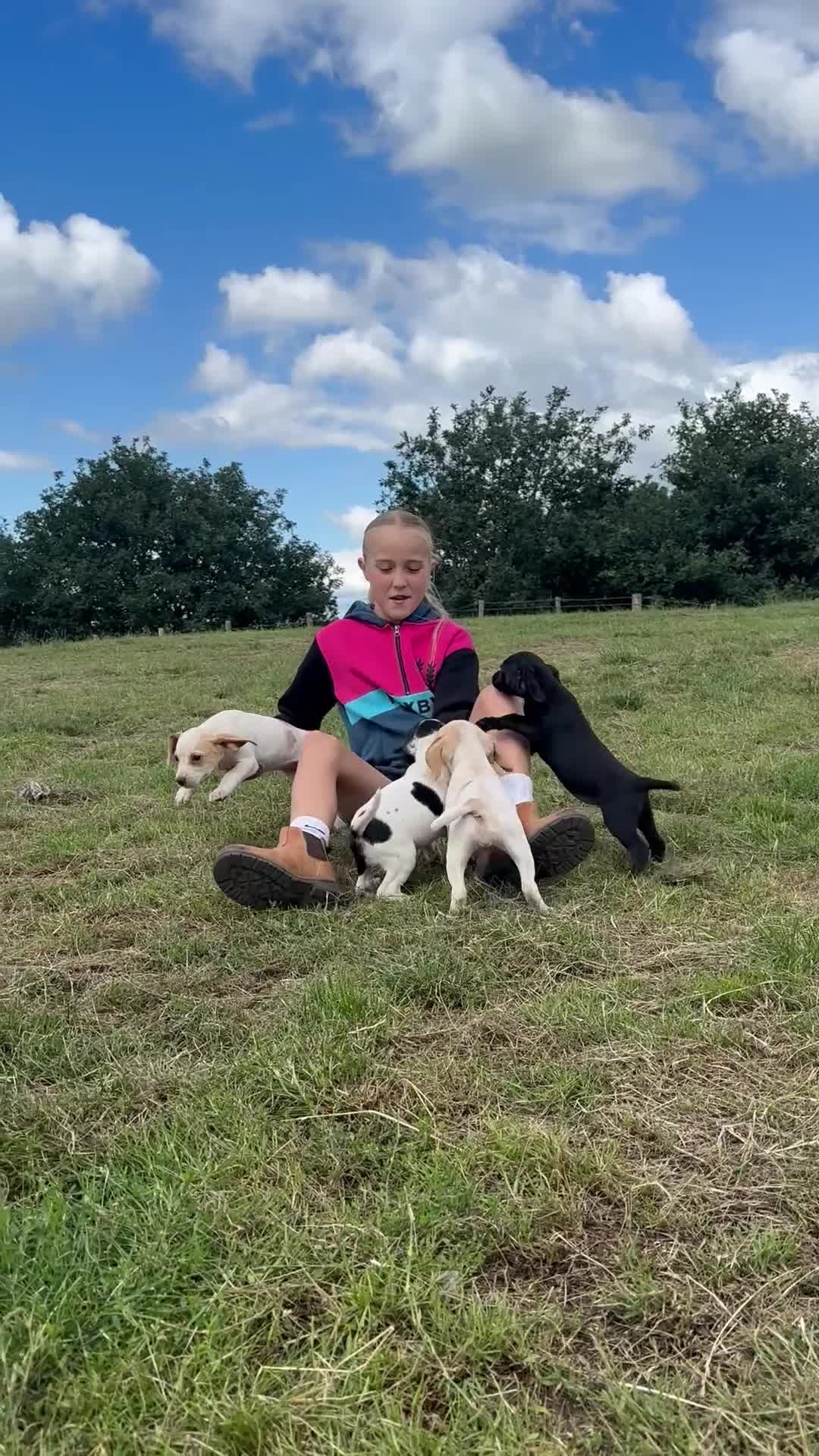 Bocker dogs for sale: Cocker Spaniel X Beagle - Video 1