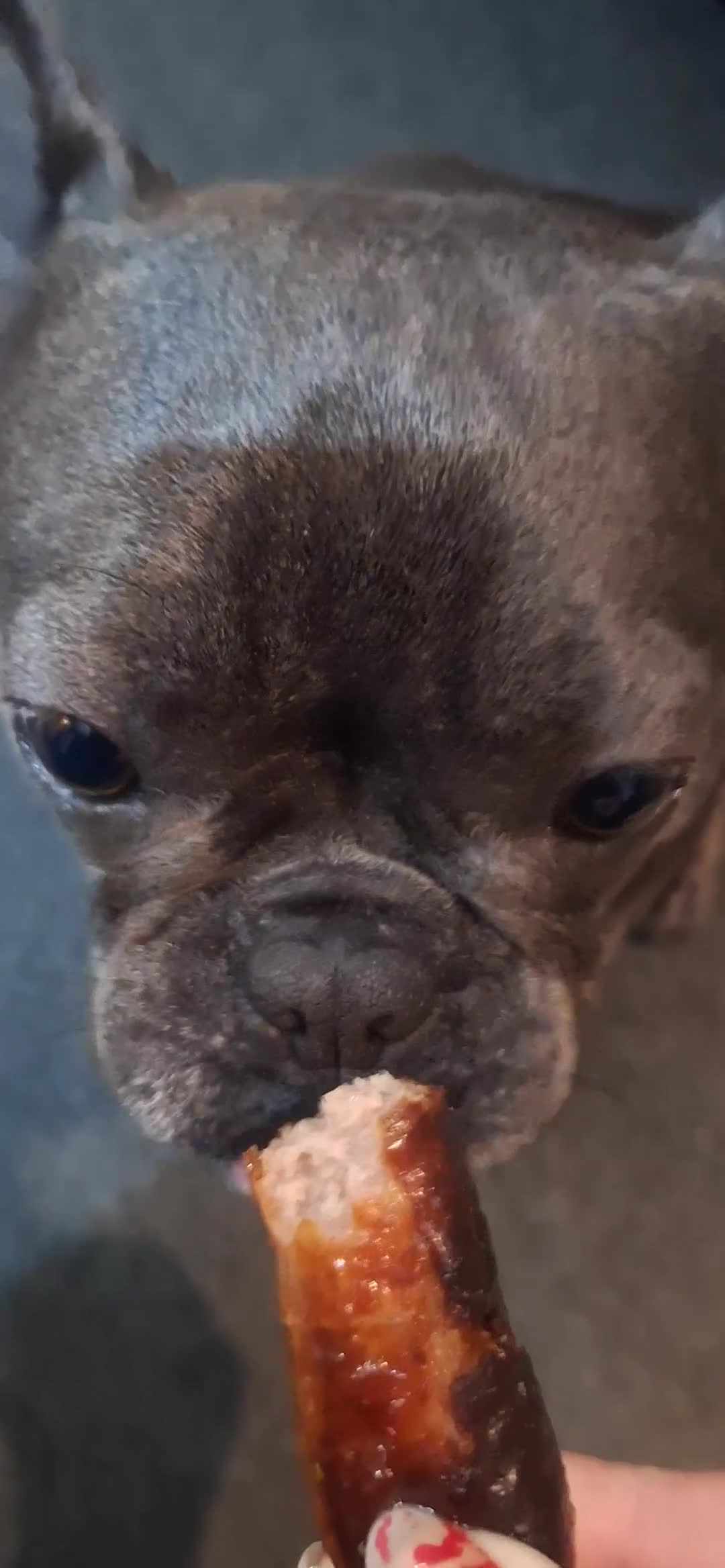 French Bulldog dogs for sale: Great Frenchie. 2 years old. Female - Video 1