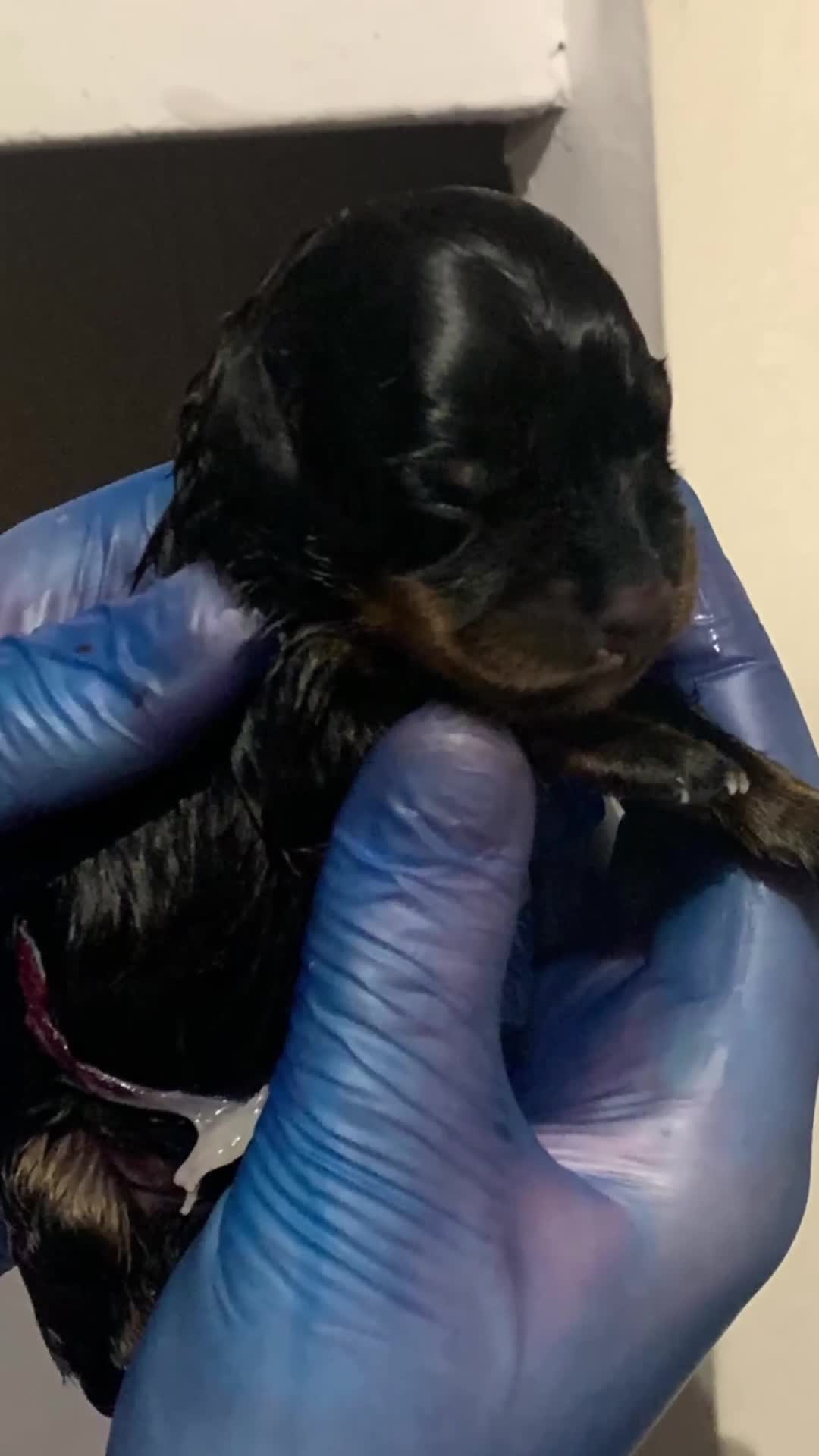 Rottweiler dogs for sale: Female ready to leave 23rd February  - Video 1