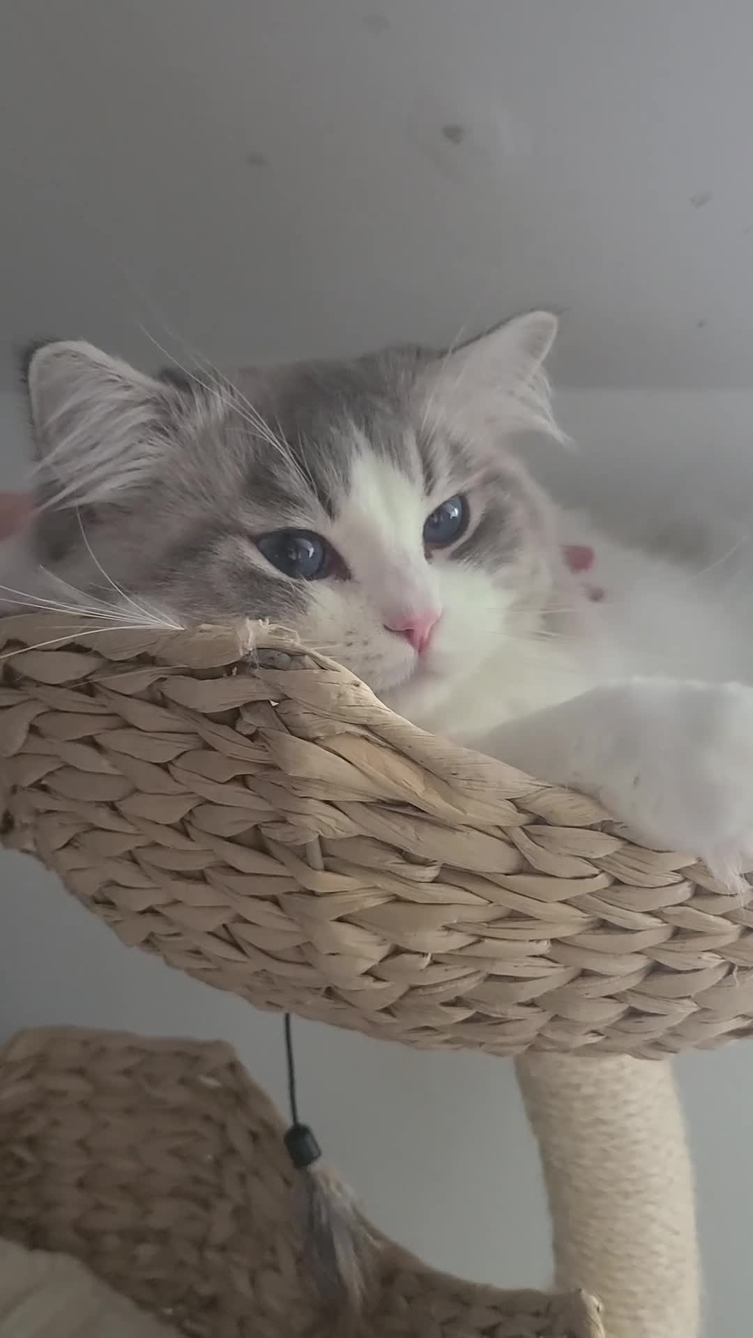 Ragdoll cats for sale: Retired Blue Lynx Bicolor Male Show Quality  - Video 3