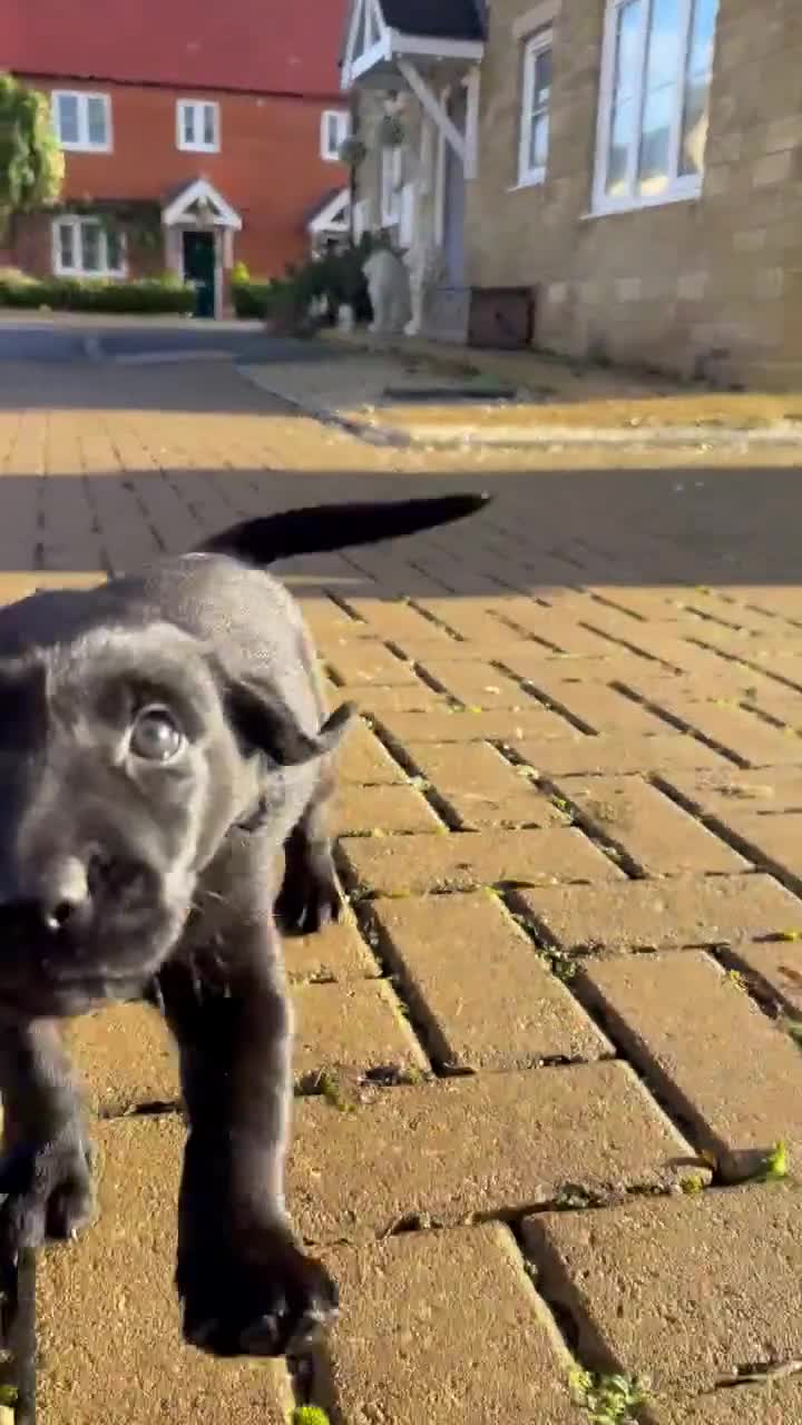 Labrador Retriever dogs for sale: Jock the black Lab - Video 2