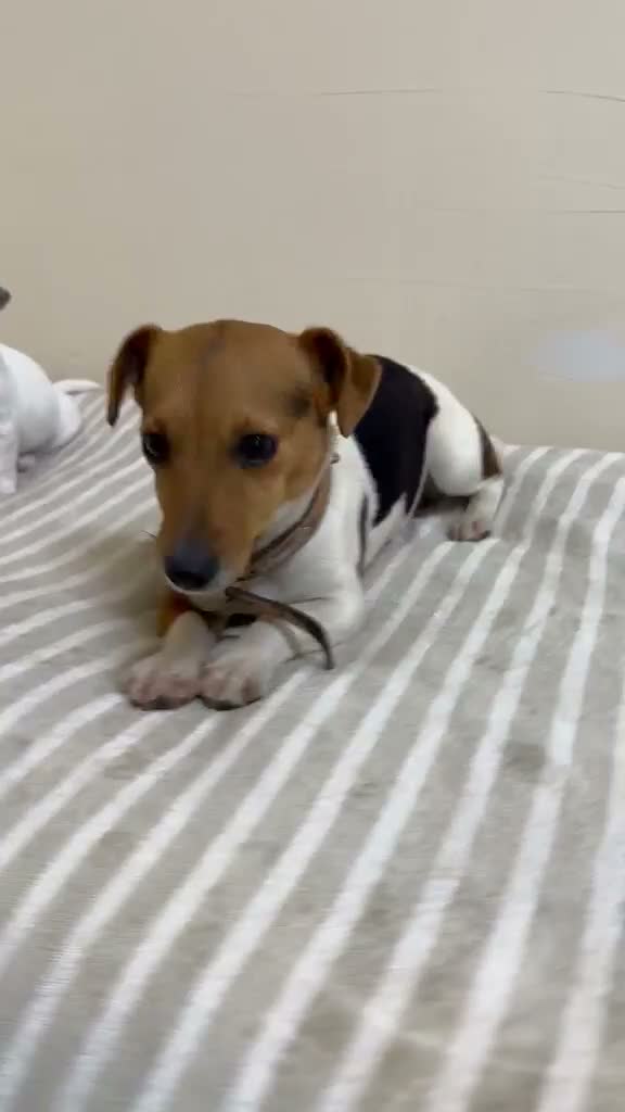 Jack Russell dogs for sale: Minature jack russells in Coventry - Video 1