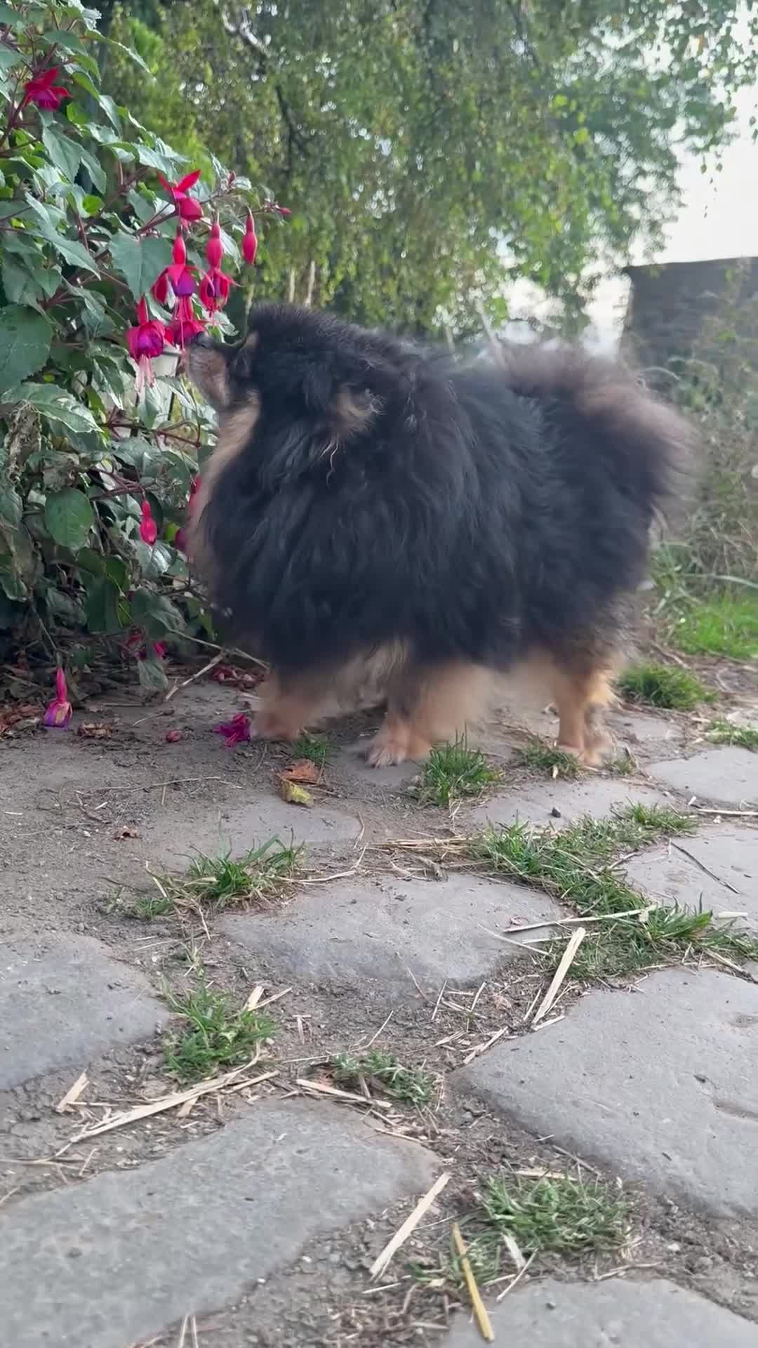 Pomeranian dogs for sale: Blue & tan boy available  - Video 2