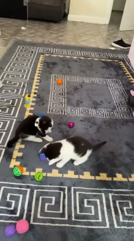 Mixed Breed cats for sale: Ragdoll Cross Kittens — Healthy & Friendly - Video 2