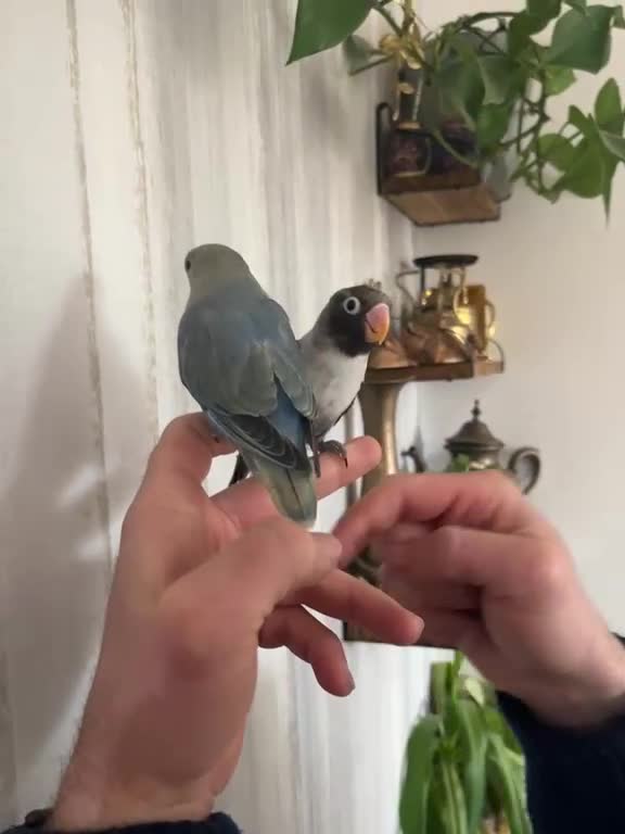Lovebirds birds for sale: Cute young lovebirds - Video 3