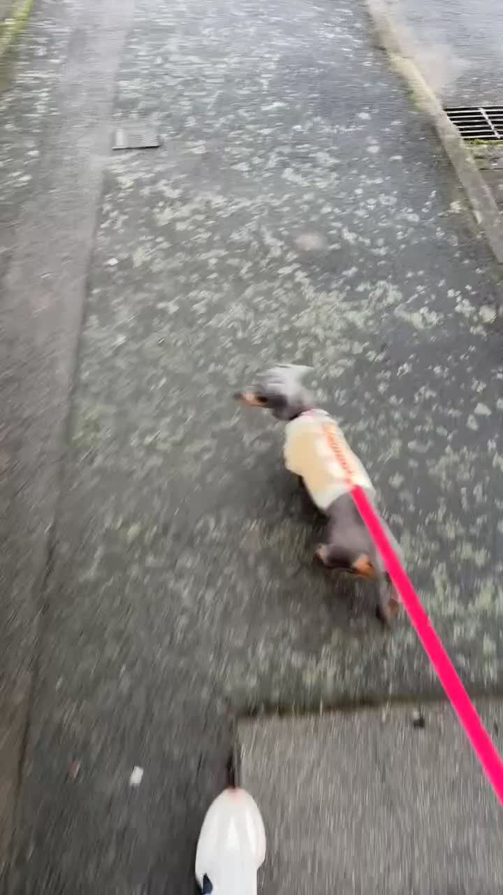 Miniature Dachshund dogs for sale: 2 year old Miniature Dachshund Girl - Video 2