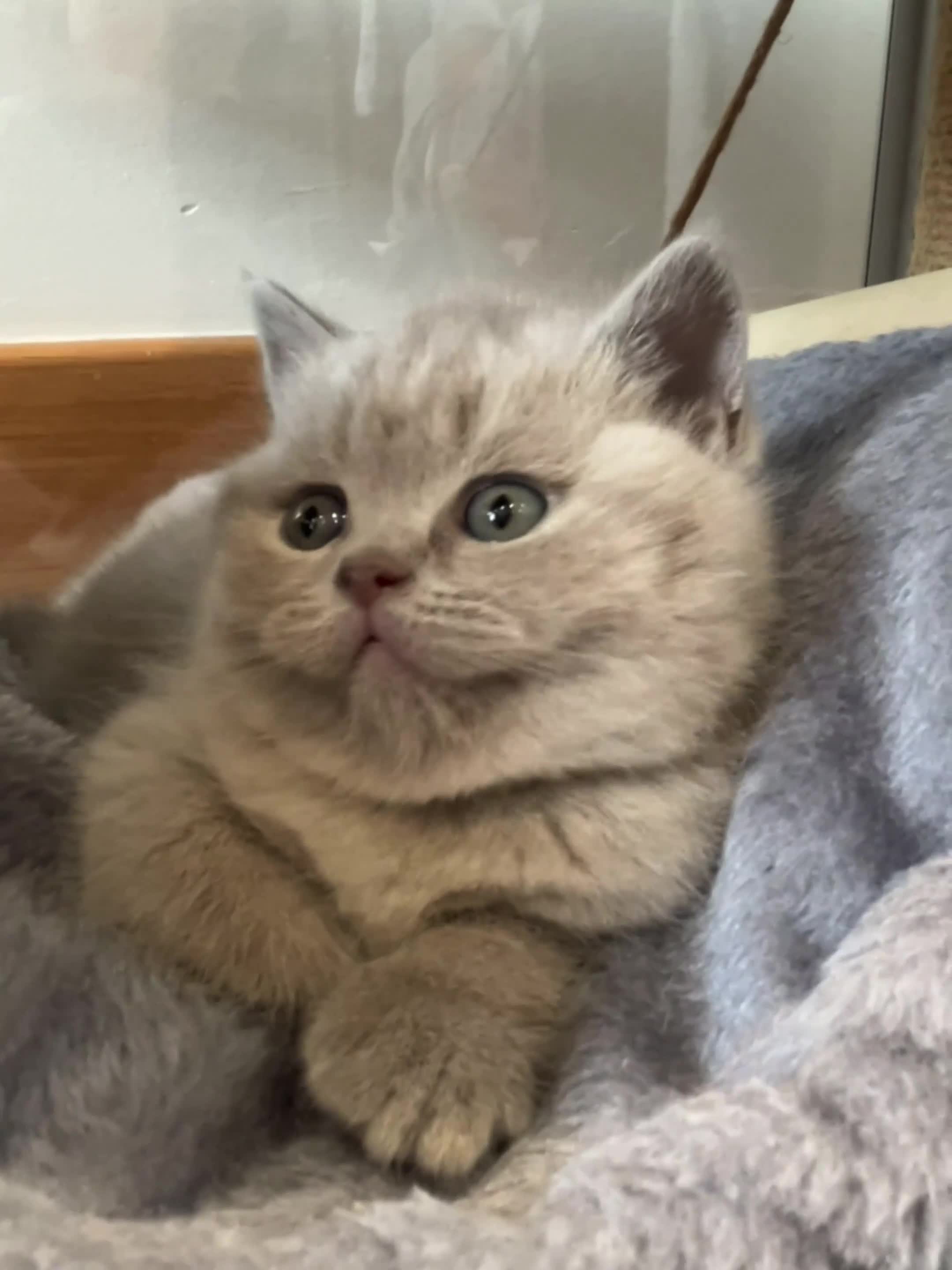 British Shorthair cats for sale: 💜GCCF BSH Kitten🩷 - Video 1