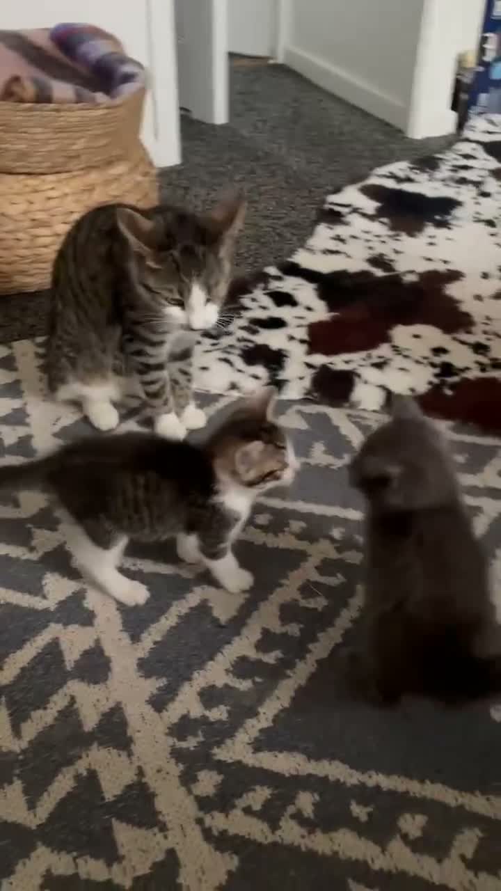 Mixed Breed cats for sale: Carter  - Video 1