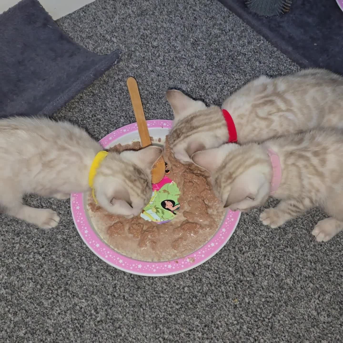 Bengal cats for sale: SNOW BENGAL BLUE EYES TICA PET/ACTIVE - Video 1