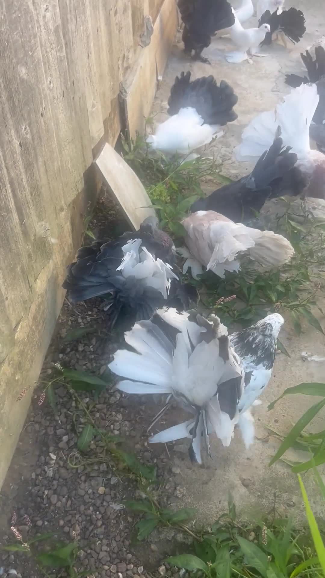 Pigeons birds for sale: Indian fantails - Video 1