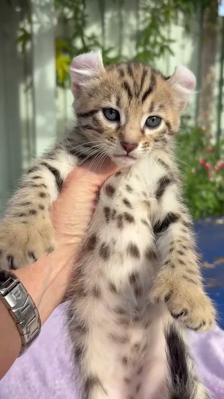 Keetso cats for sale: Stunning wild looking polydactyl curl ear keetsos  - Video 3