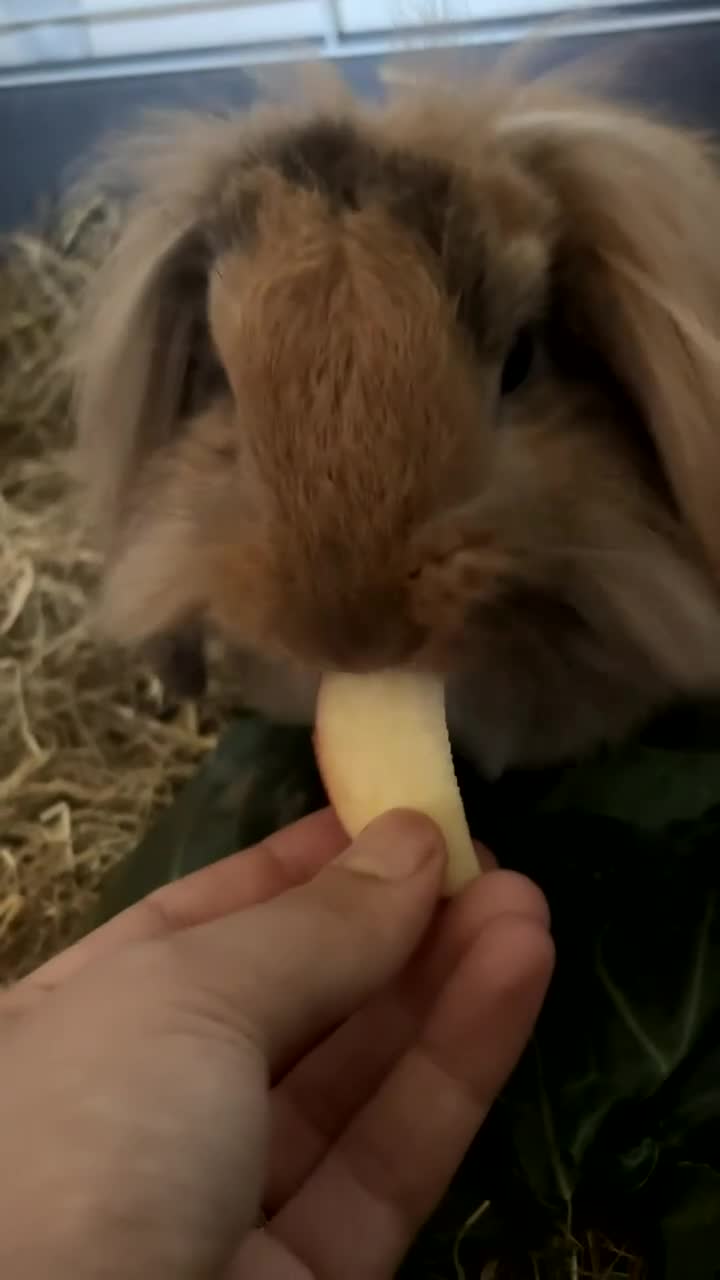 Mini Lion Lop rabbits for sale: Mini lop lion rabbit  - Video 1