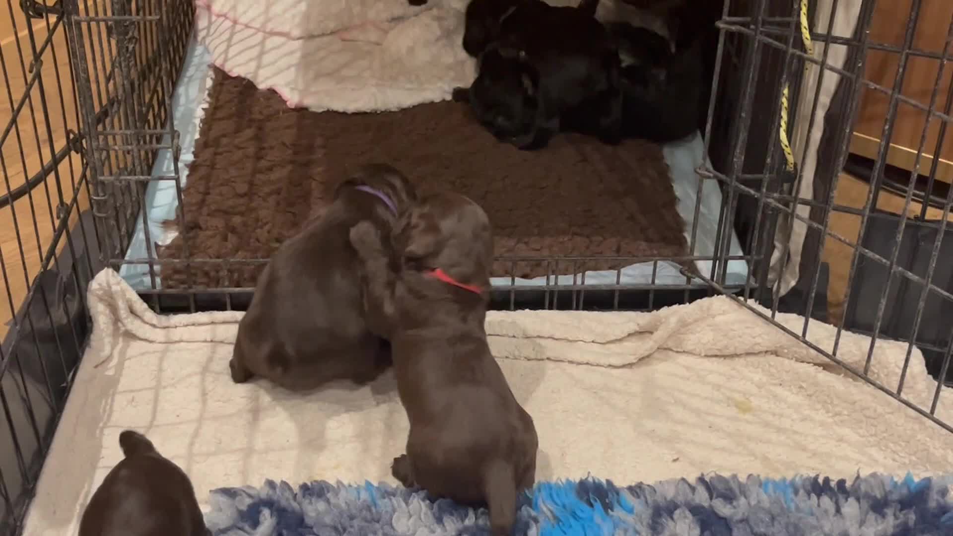 Cocker Spaniel dogs for sale: WCS puppies from amazing breed lines - Video 1