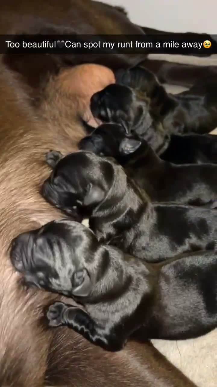 Labrador Retriever dogs for sale: Labrador Full Pedigree-Black - Video 1