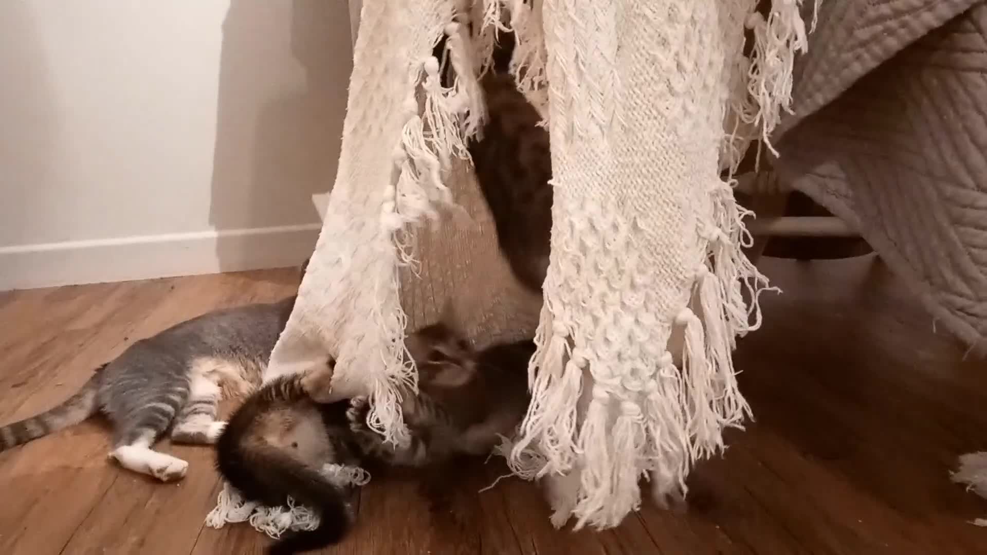 Bengal cats for sale: BENGAL Cross Kittens ♡ BLUE | NEED LOVING HOMES - Video 1