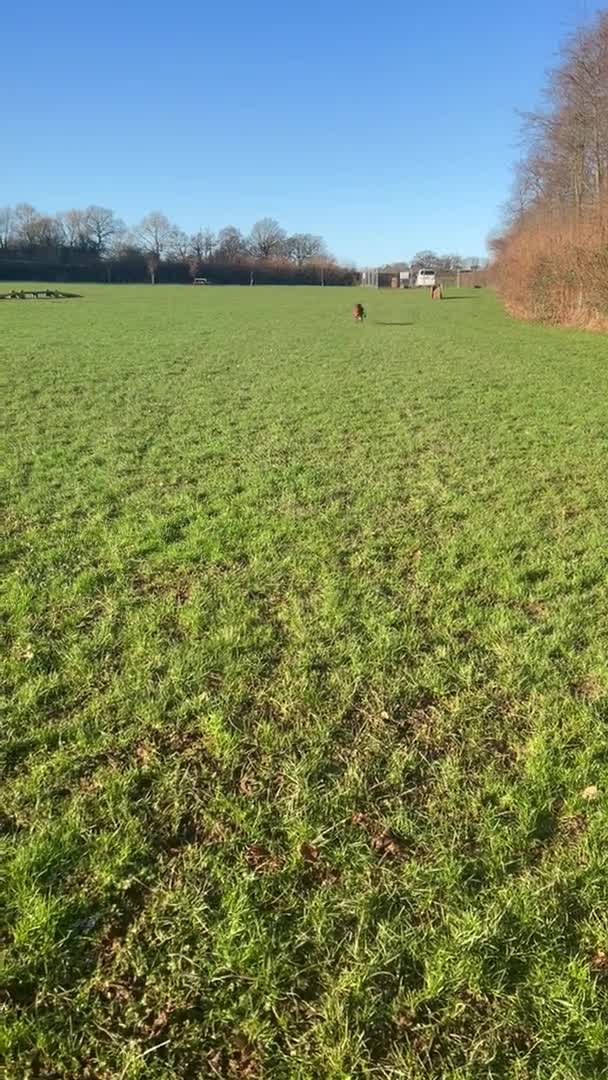 Hungarian Vizsla dogs for stud: Rare Deep Golden Rust Colour  in Chepstow - Video 2