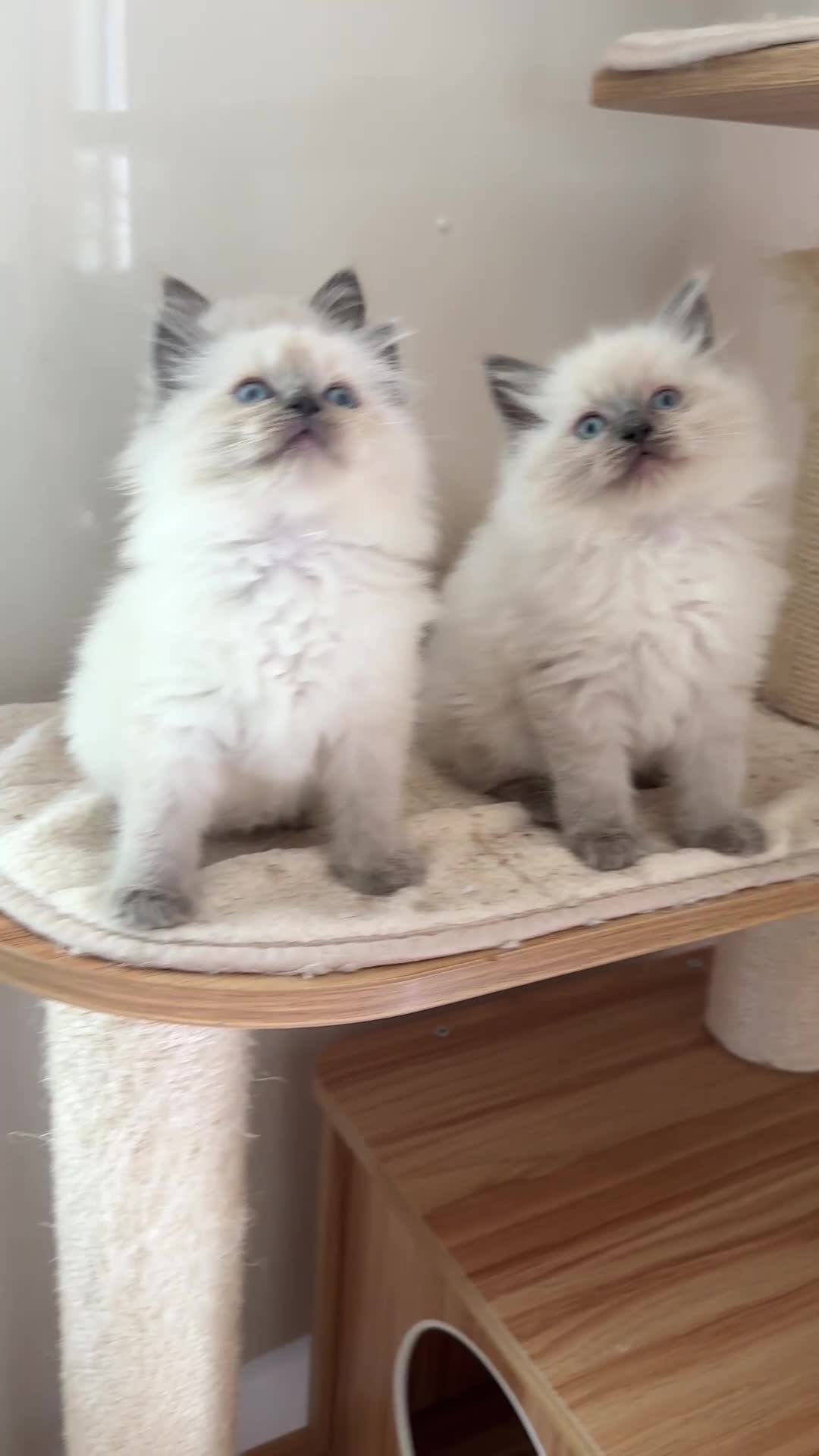 Ragdoll cats for sale: Gorgeous fluffy and friendly kittens  - Video 1