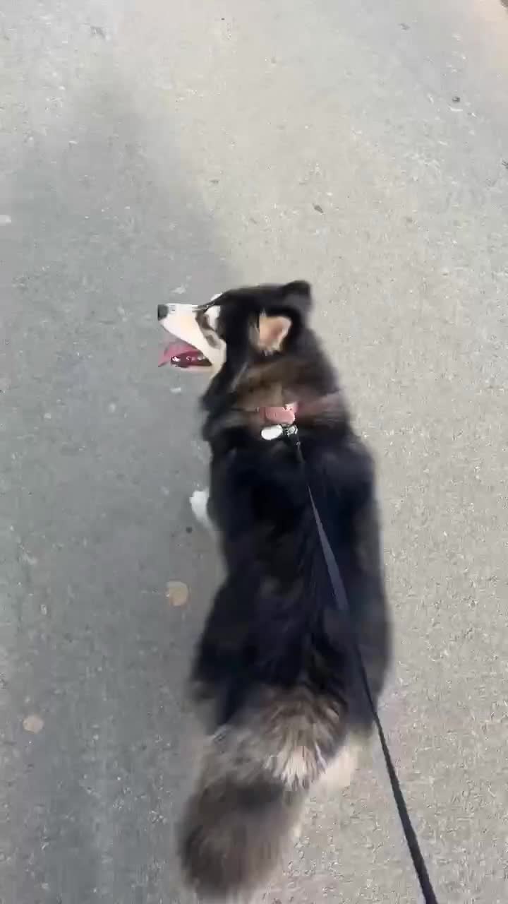 Pomsky dogs for sale: Pomsky Female for sell  - Video 1