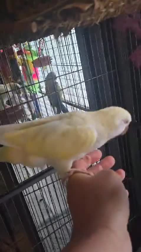 Parrots birds for sale: Proven bonded pair of hand tame quakcer parrots  - Video 2