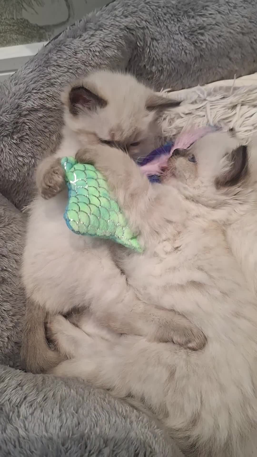 Ragdoll cats for sale: 🌸 Adorable Ragdoll Kittens 🌸 - Video 2