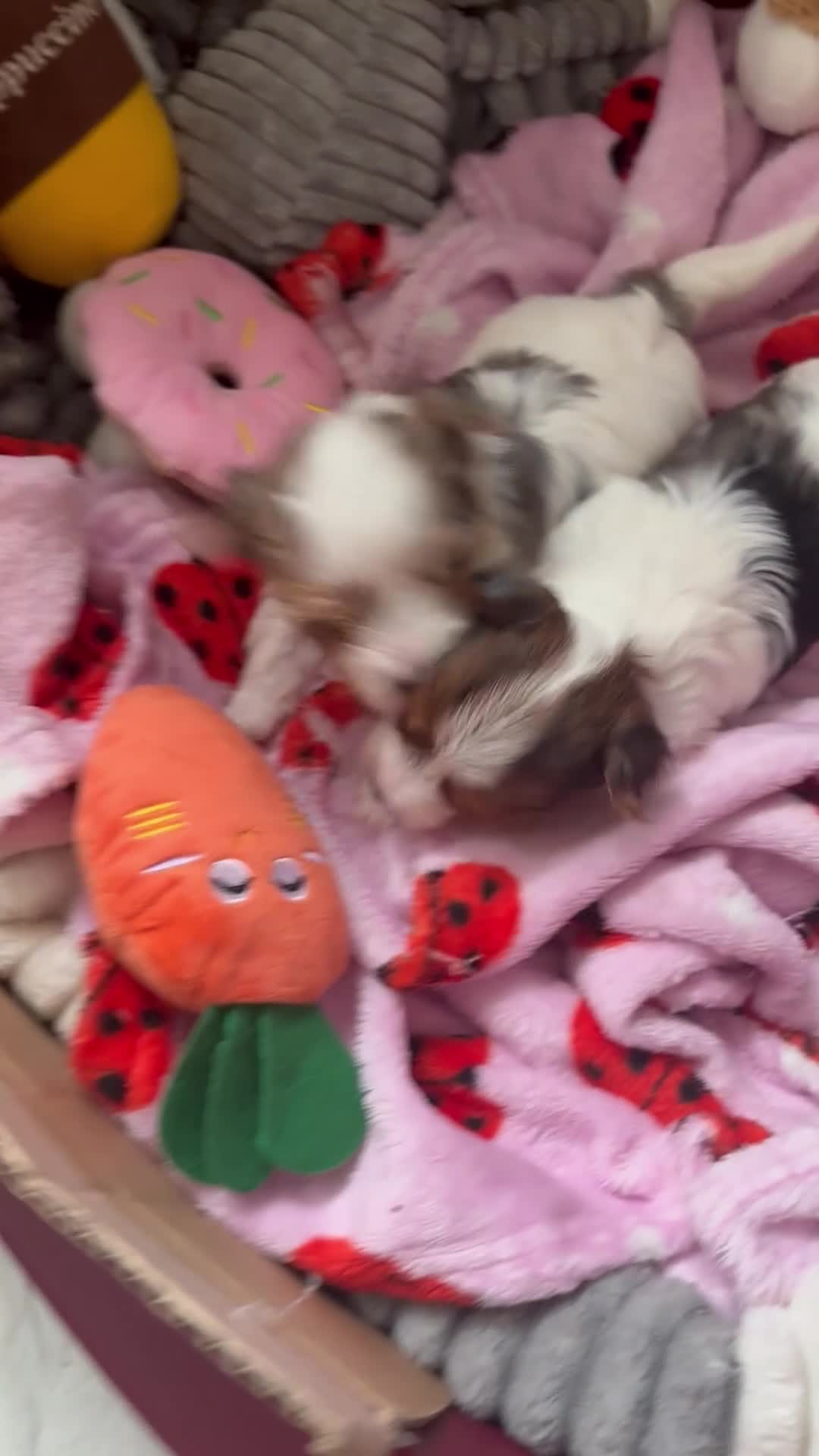 Yorkshire Terrier dogs for sale: ❤️Beautiful blue eyed Yorkshire terrier puppies❤️ - Video 2