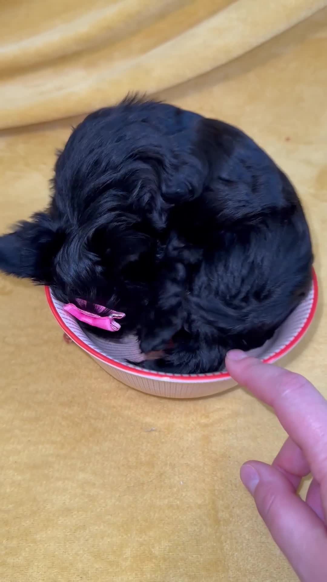 Yorkshire Terrier dogs for sale: 5 ⭐️ Pedigree Unique Puppies for Sale - Video 2