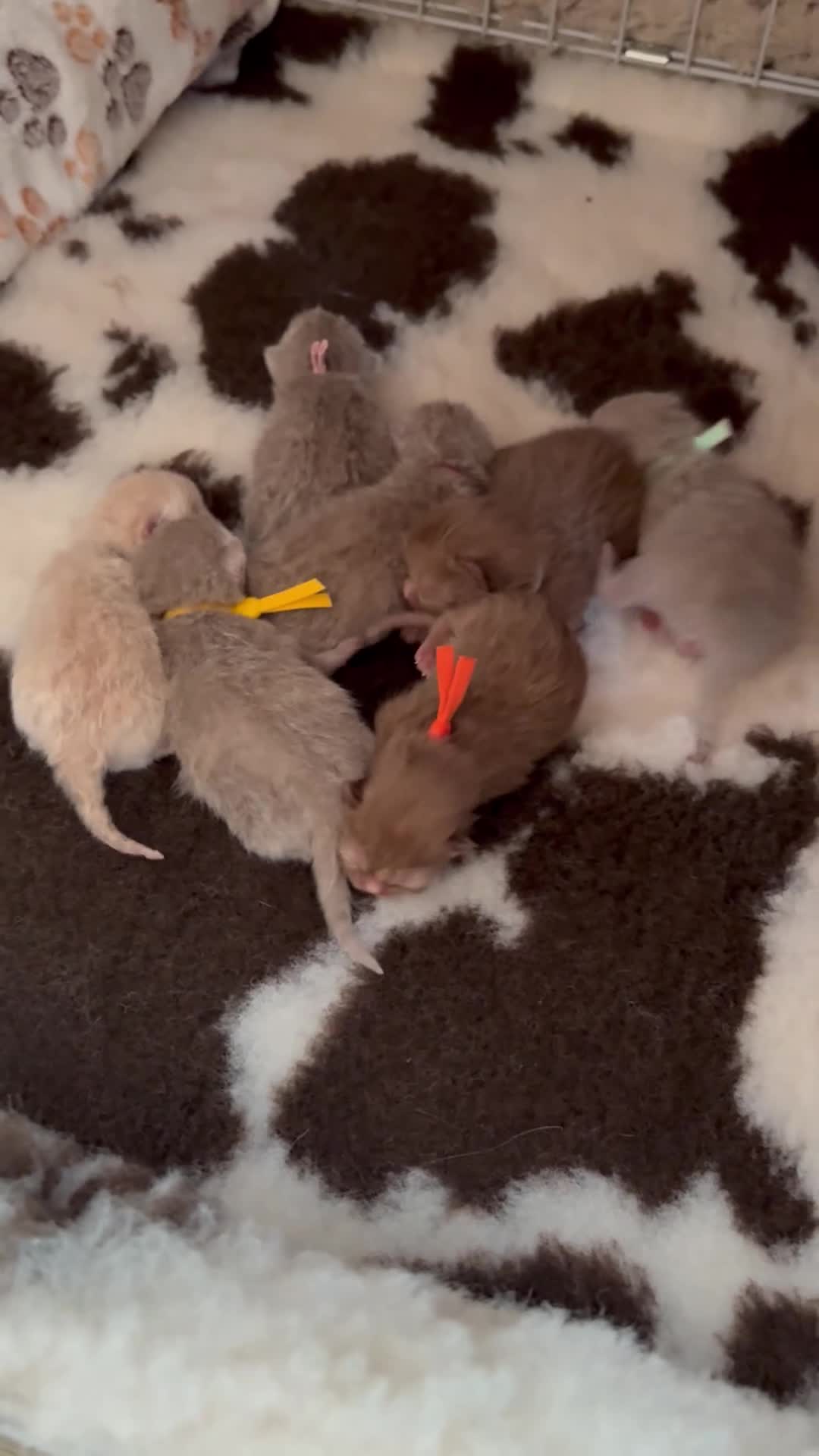 British Shorthair cats for sale: British Shorthair GCCF Registered Kittens in Barnsley - Video 3