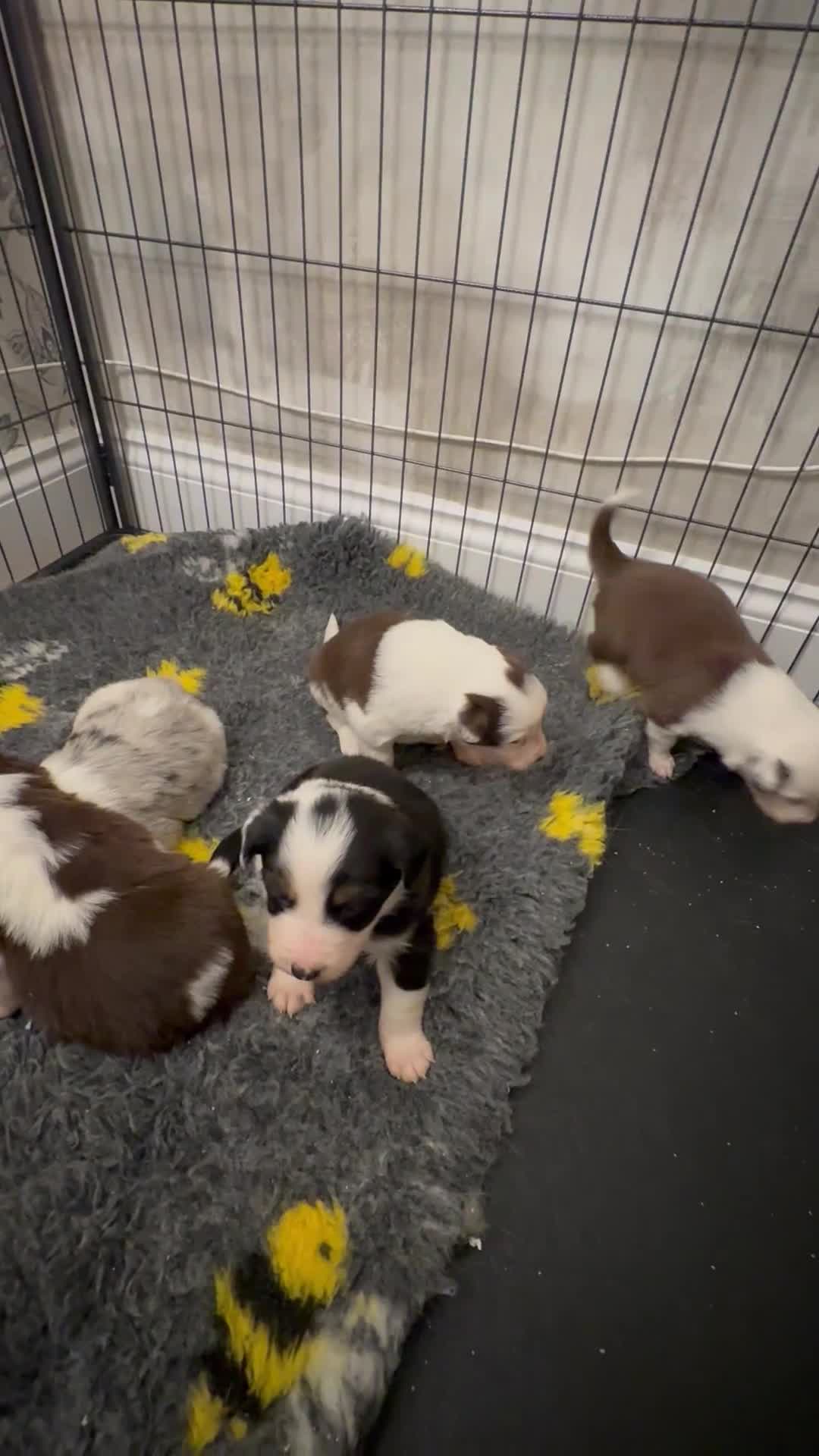 Border Collie dogs for sale: Adorable border collie tri coloured pups - Video 1