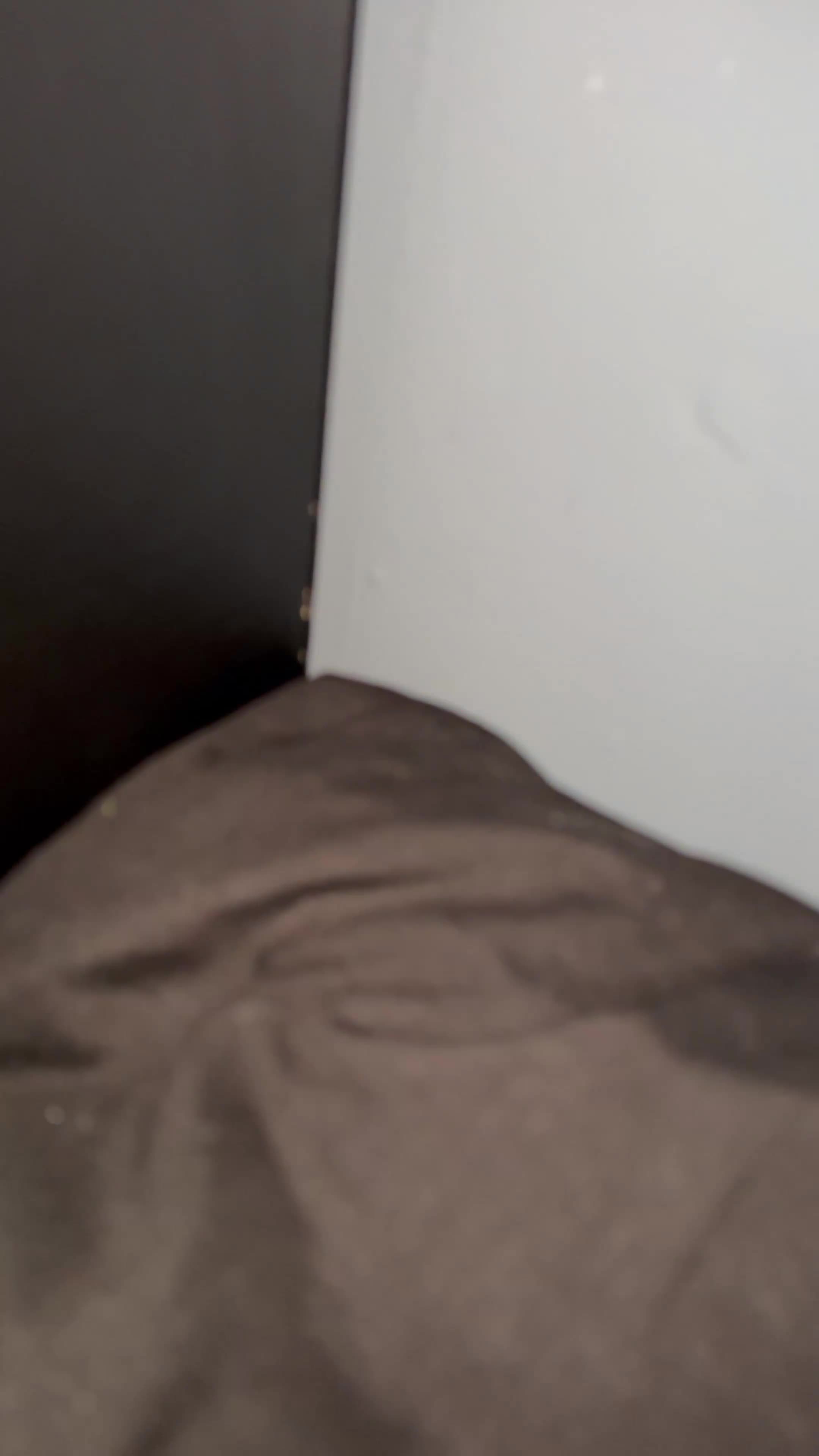 Bearded Dragon reptiles for sale: Cornelius in Oldham - Video 1