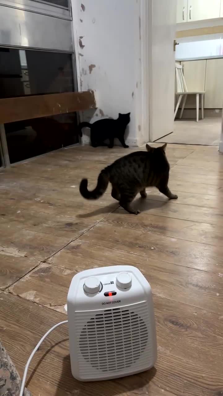 British Shorthair cats for sale: Siblings for sale with items  - Video 5