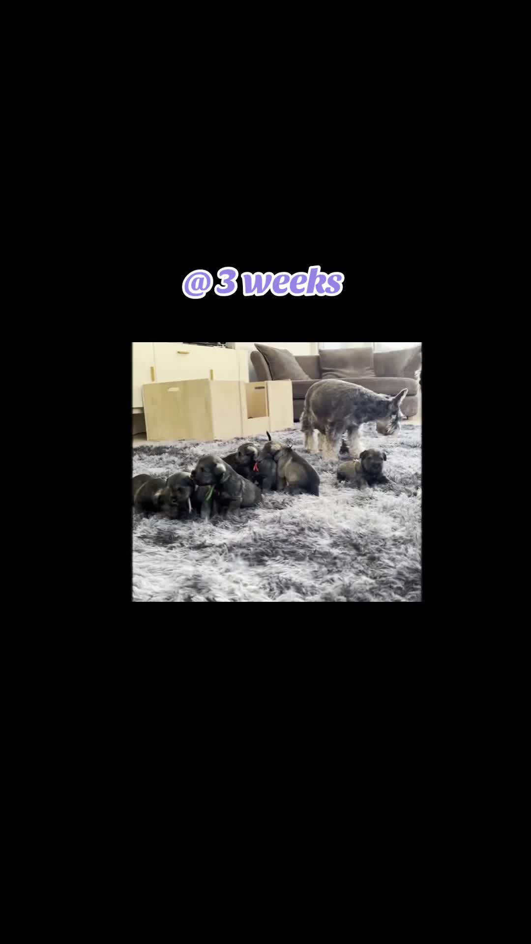 Miniature Schnauzer dogs for sale: 5th generation pedigree miniature schnauzer  - Video 2