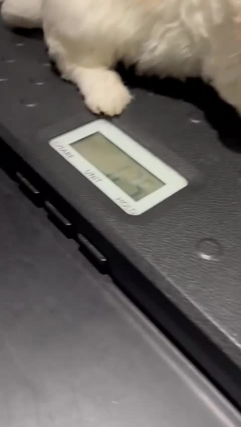 Cavapoochon dogs for sale: ⭐️1 CAVAPOOCHON in Cheshire (KC DAD) ready now✅ - Video 4