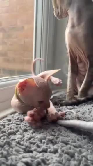 Sphynx cats for sale: August ready kitty’s in need of loving homes - Video 1