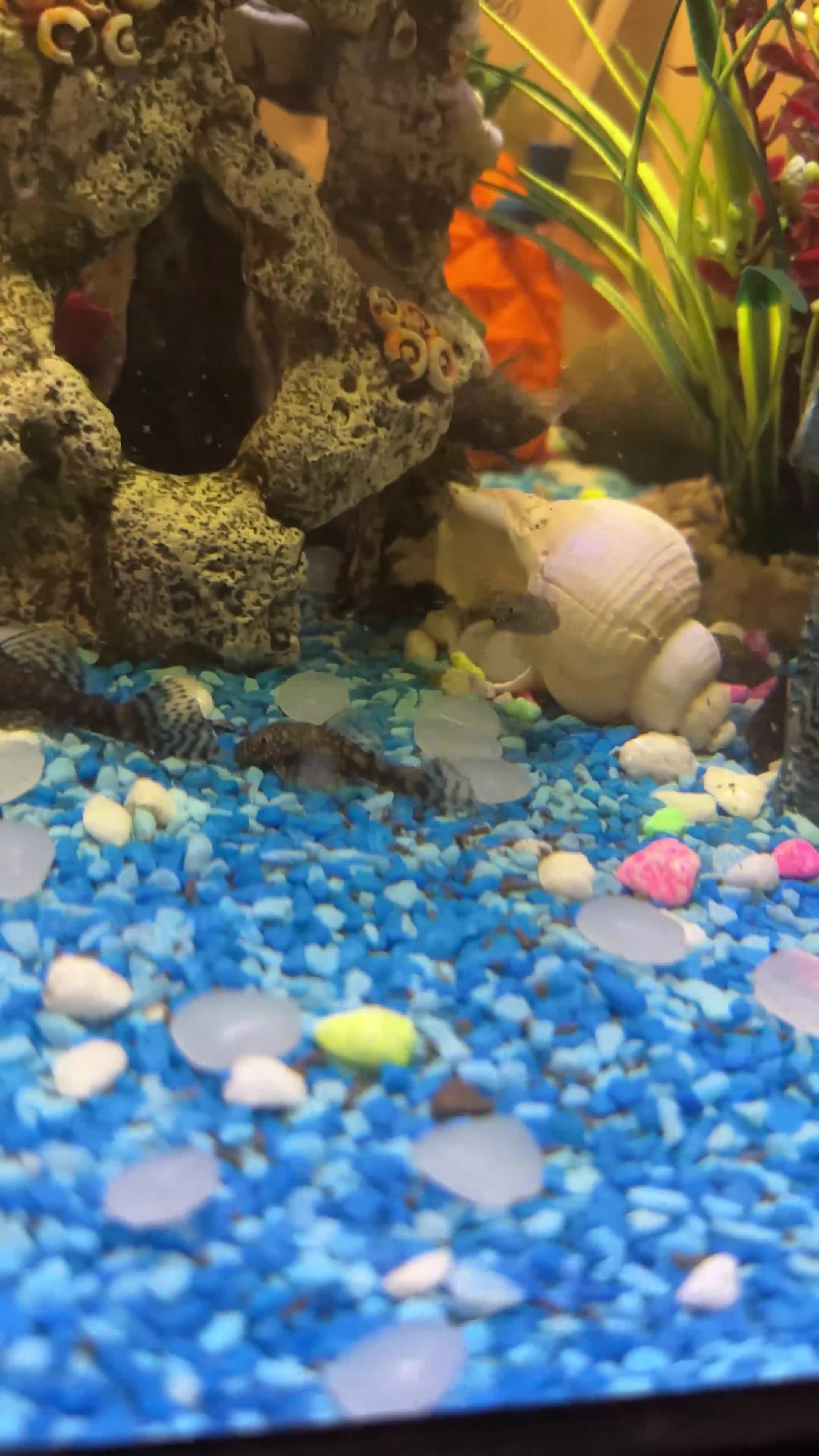 Plecos fish for sale: Bristlenose Plecos  in Nottingham - Video 4