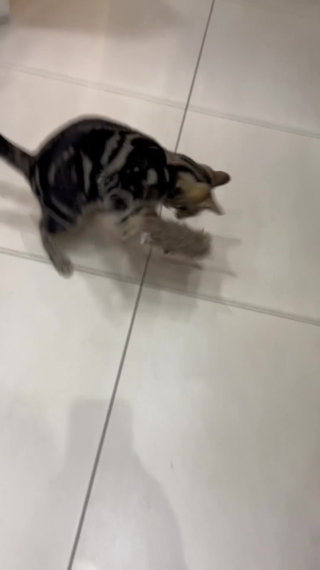 British Shorthair cats for sale: Mr. Tinky  - Video 1