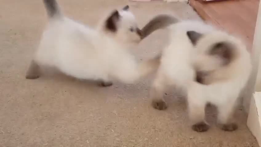 Ragdoll cats for sale: Ragdoll kittens - Video 1