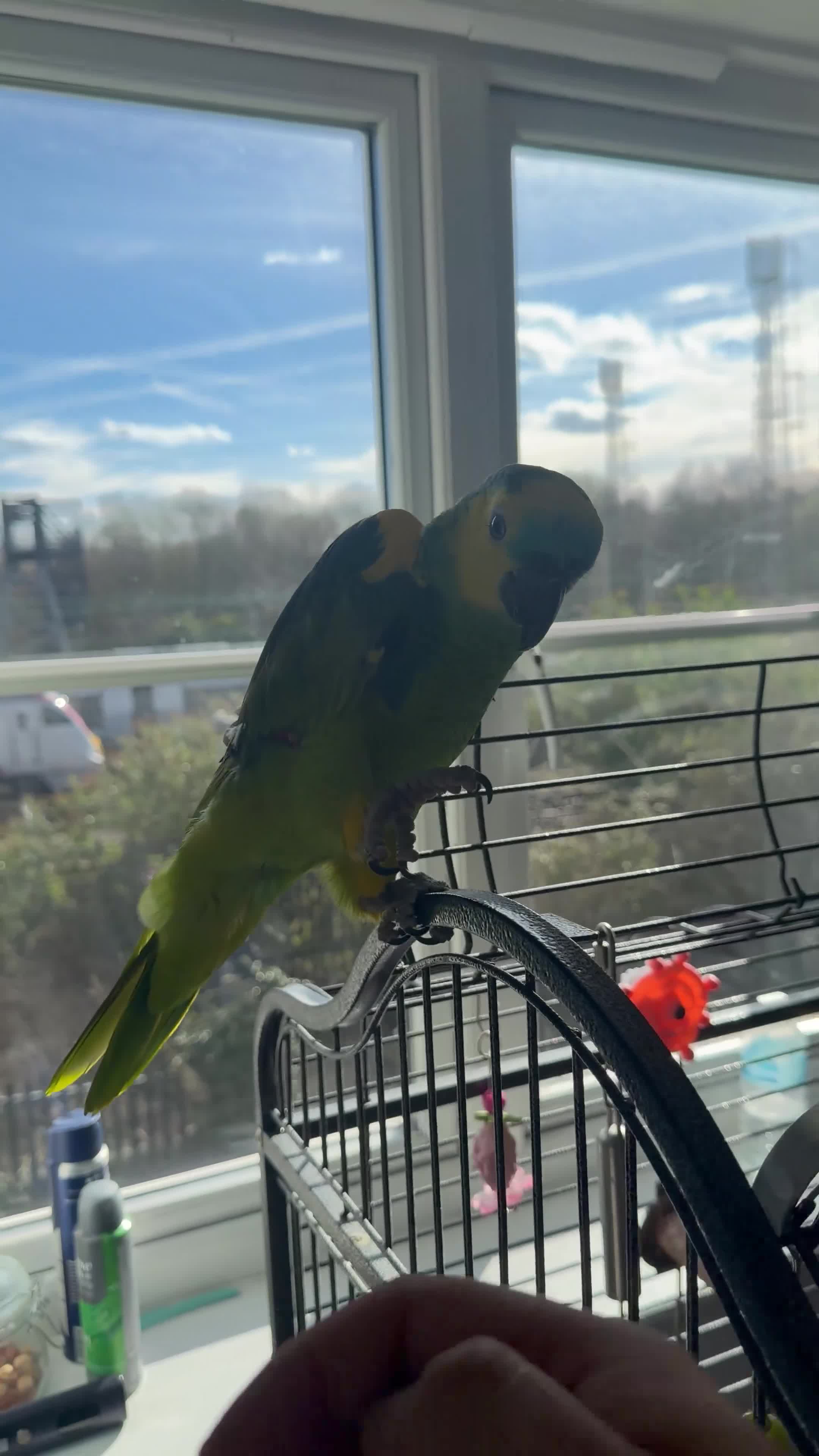 Parrots birds for sale: Blue fronted Amazon parrot fully tamed and talking in Colchester - Video 2