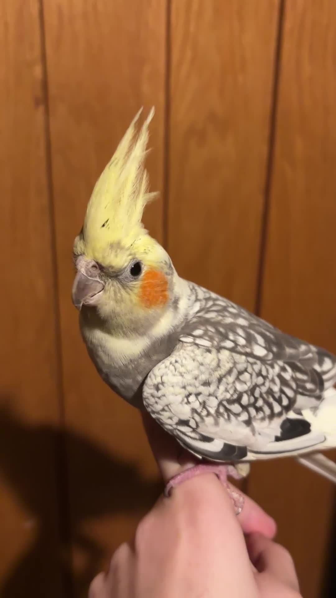 Cockatiels birds for sale: beautiful tame cockatiel for sale  - Video 1