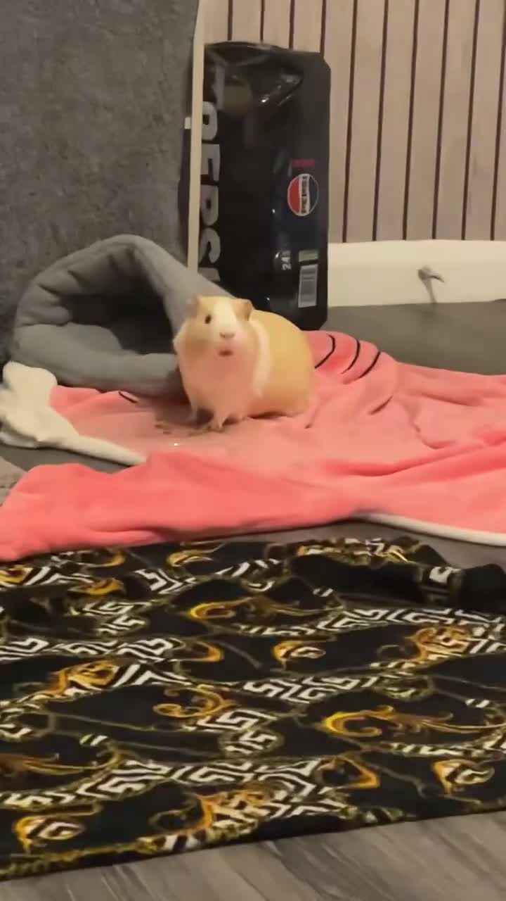 Guinea Pig rodents for sale: Male Guinea pig  - Video 2