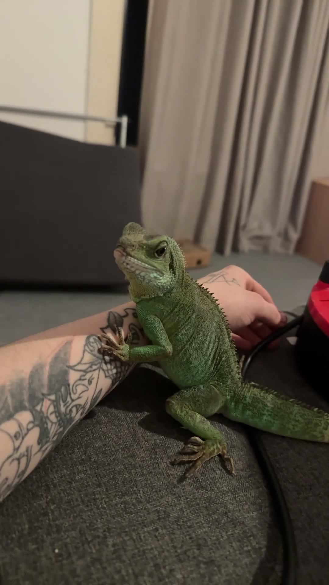 Mixed Breed reptiles for sale: Multiple reptiles for sale  - Video 1