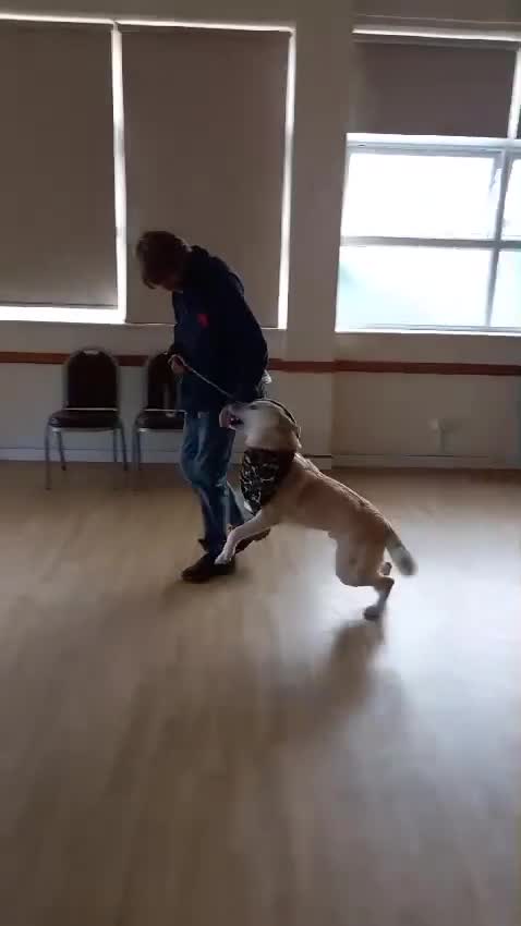 Mixed Breed dogs for adoption: Handsome Fivos Huskey X Shepherd in Norwich - Video 2